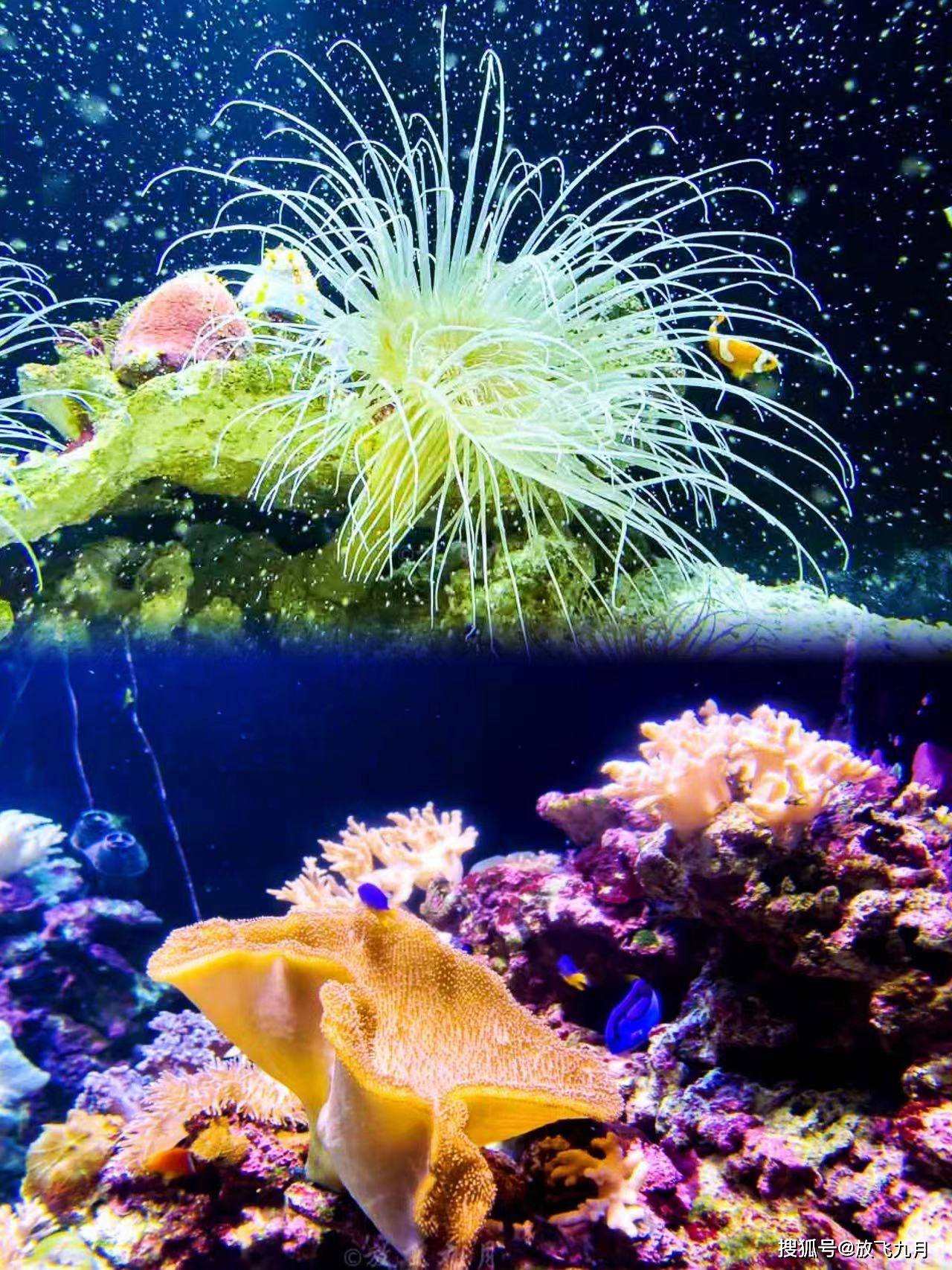 暗水鳐鱼，神秘海洋中的精灵-第1张图片