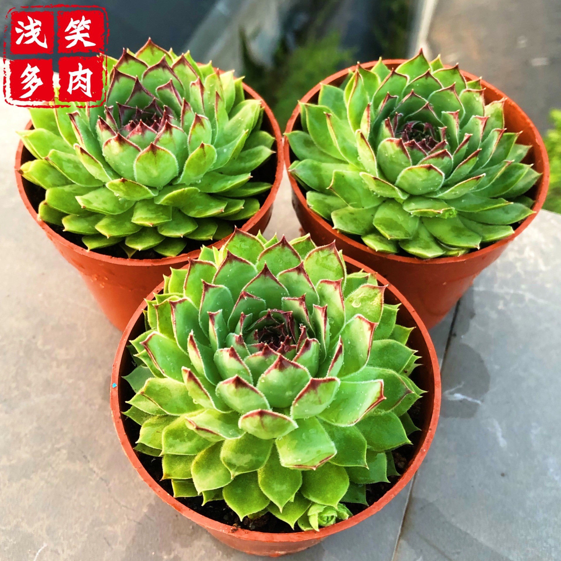 活体肉莲图片照片博物馆大全-第3张图片