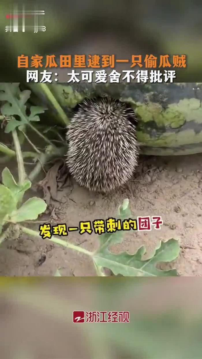吃瓜网吃瓜网，网络上的瓜田趣事-第2张图片