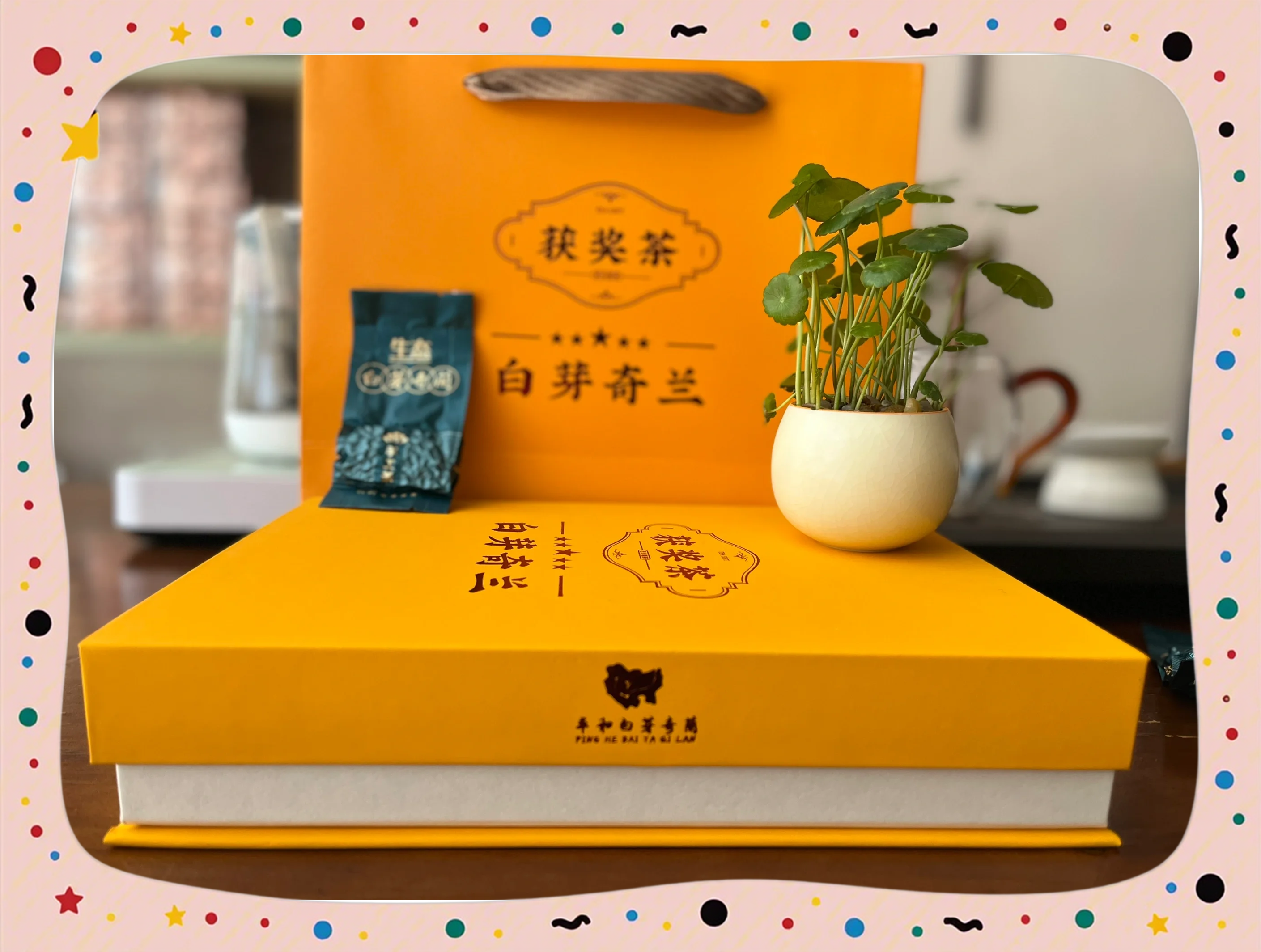 白芽奇兰白芽奇兰，兰花中的珍品-第1张图片
