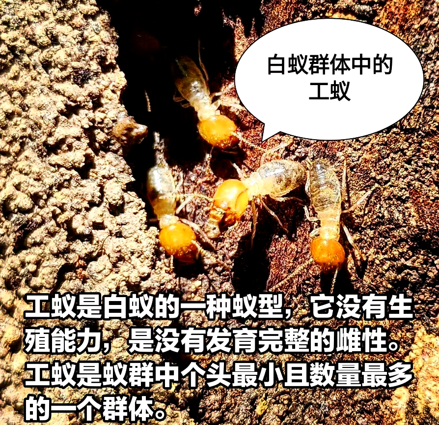 白蚁喜欢甜味易分解食材的探索-第2张图片