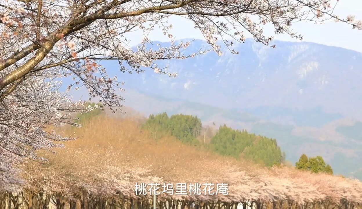 桃花视频在线观看免费播放-第3张图片