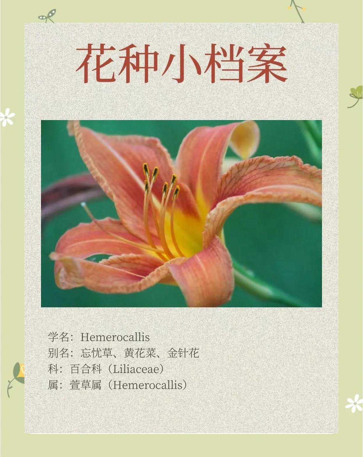蜜芽忘忧草的寓意是什么蜜芽与忘忧草，心灵的寄托与自然的馈赠-第3张图片