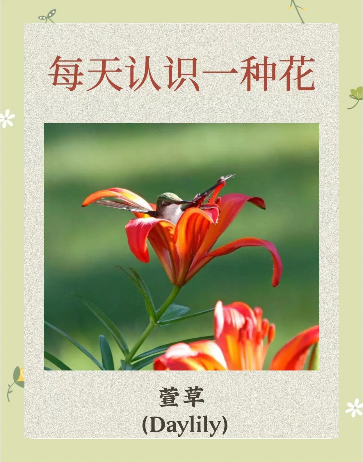 蜜芽忘忧草的寓意是什么蜜芽与忘忧草，心灵的寄托与自然的馈赠-第2张图片