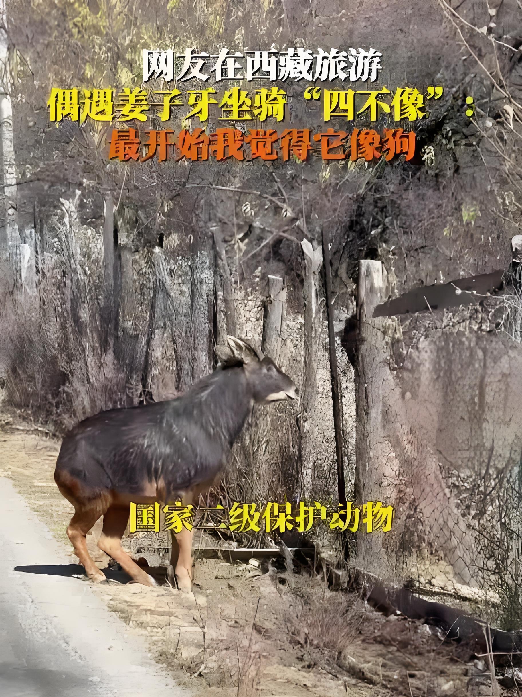 正版四不像特肖图2019正版四不像特肖图2019，探索独特艺术魅力-第2张图片