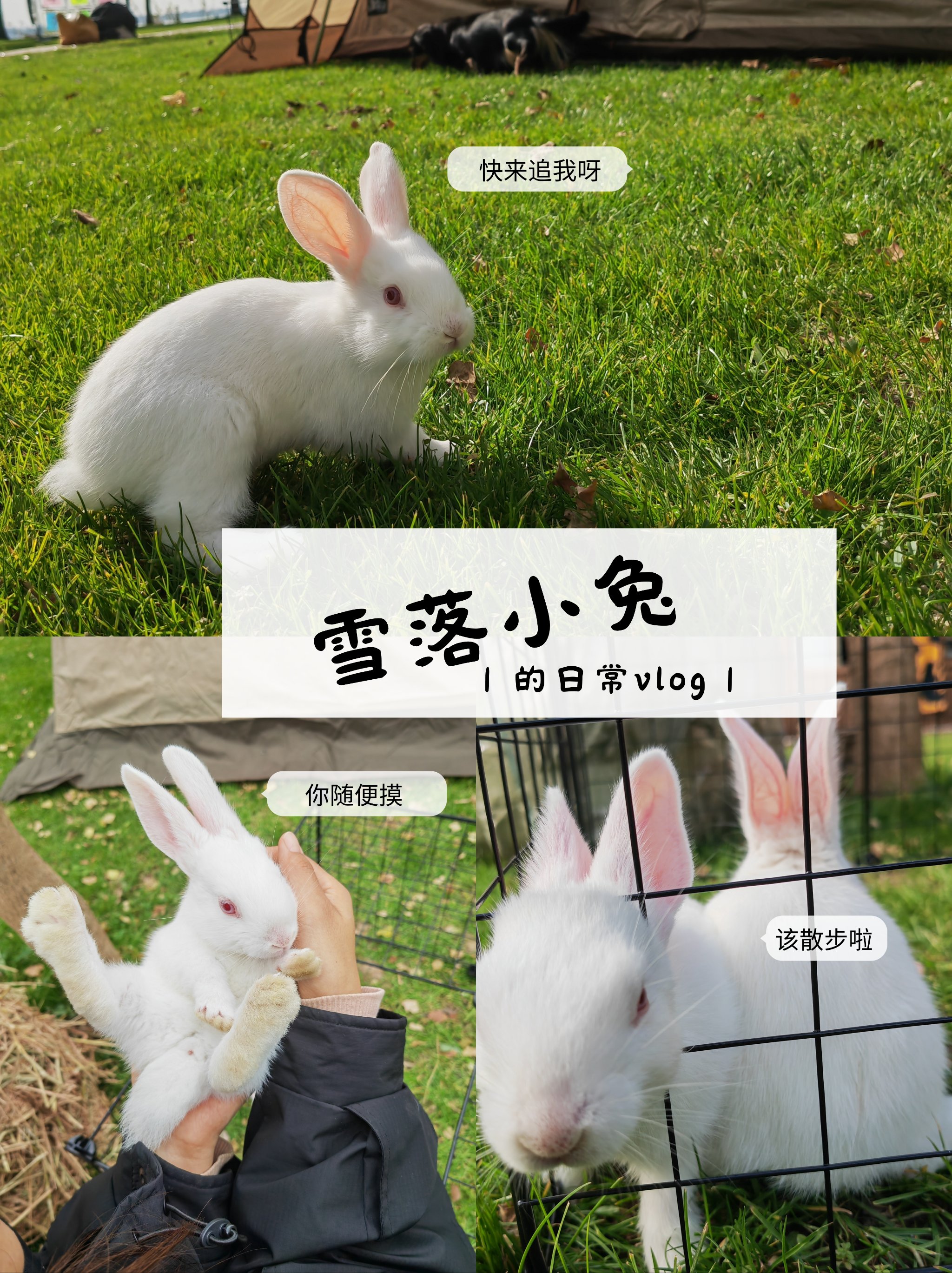 为什么男生喜欢摸小兔兔-第1张图片