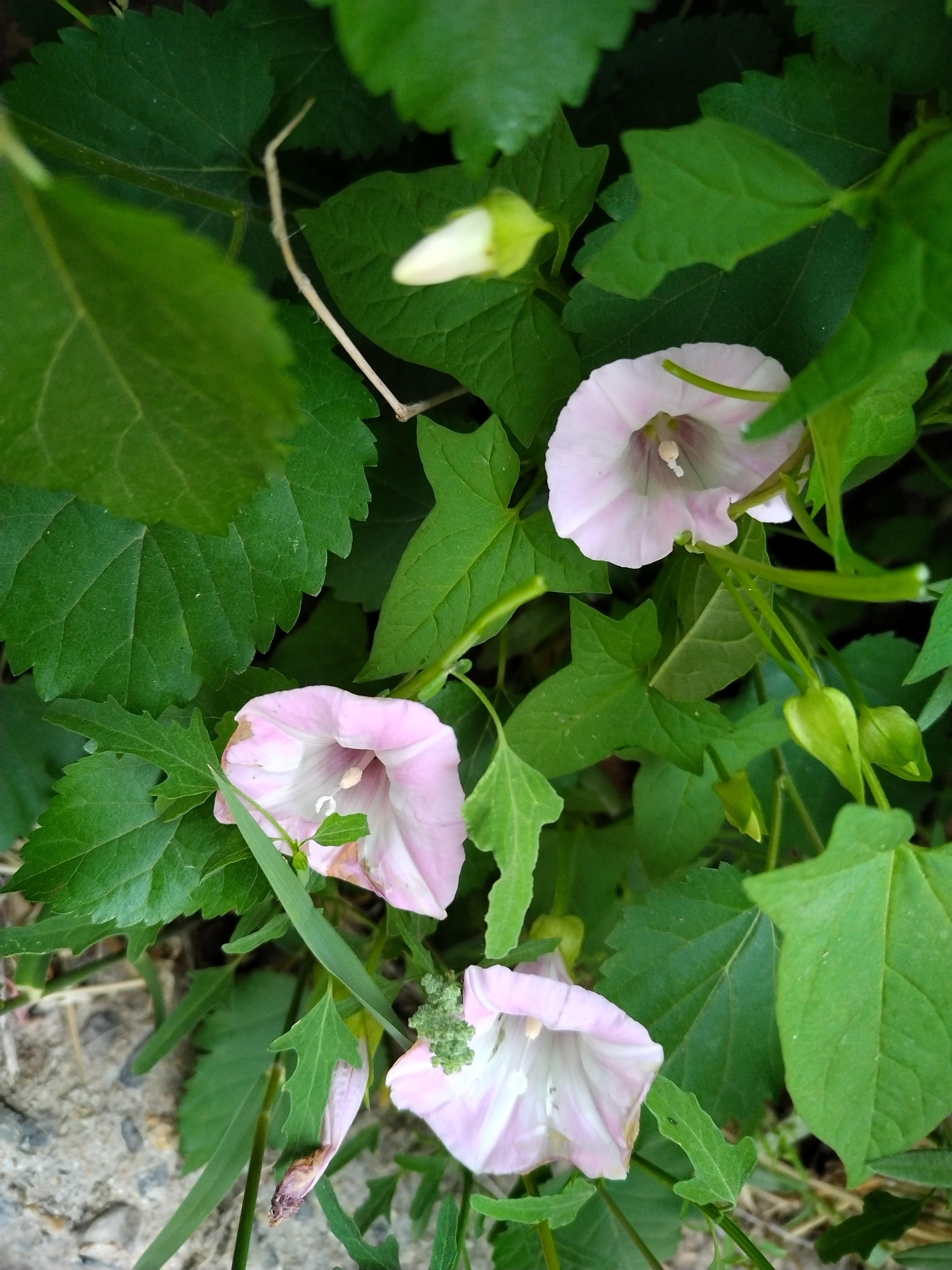 野花香视频高清免费观看有趣版手机在线播放野花香视频高清免费观看-第1张图片
