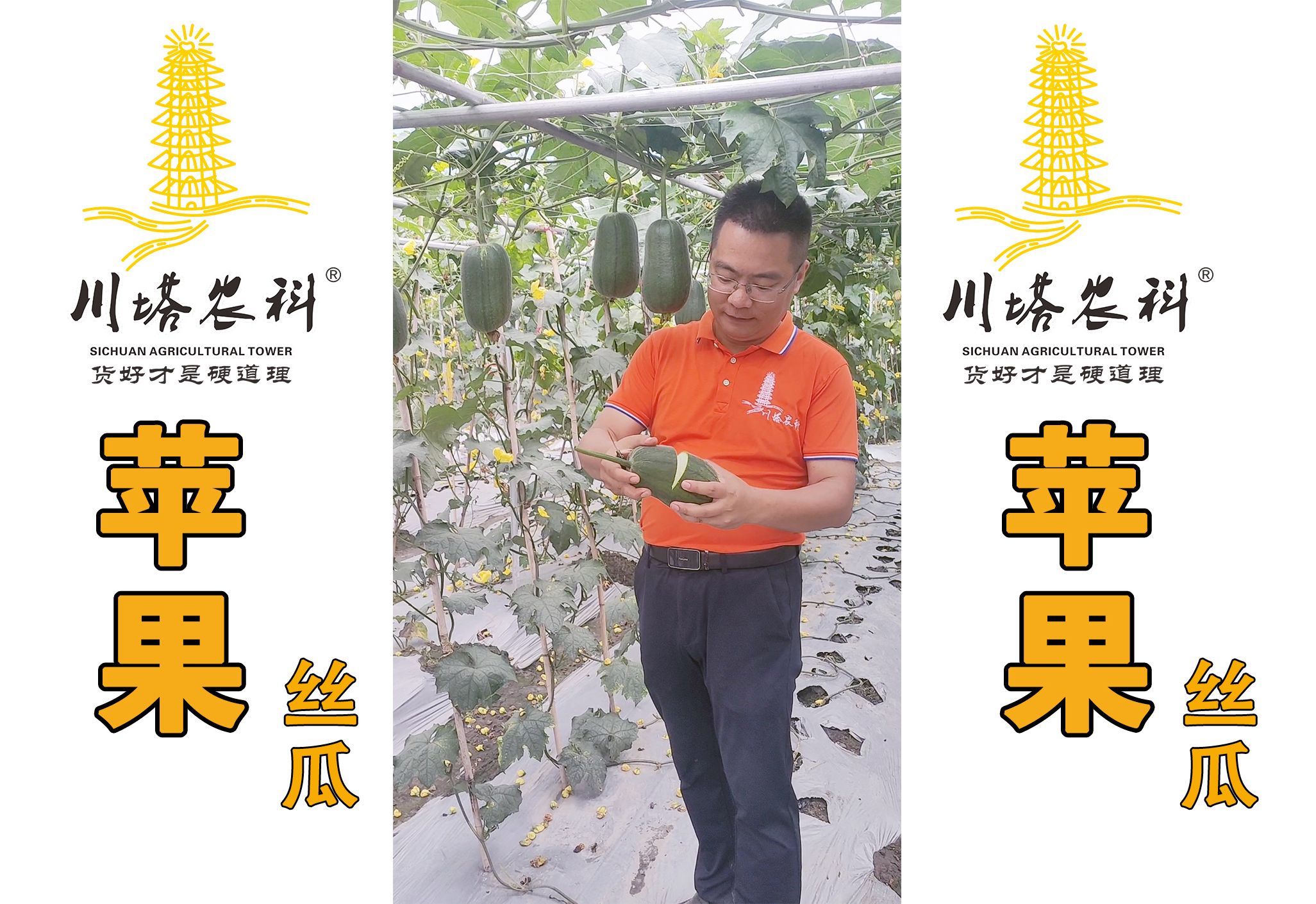 免费丝瓜秋葵草莓绿巨人香蕉最新版免费丝瓜、秋葵、草莓、绿巨人、香蕉，健康与美味的完美结合-第2张图片