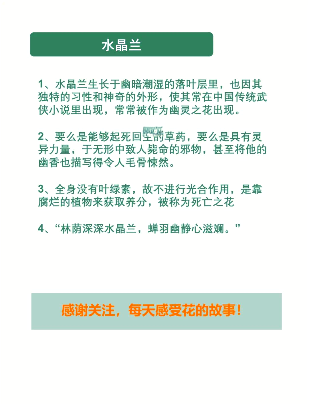赤道碎星花结赤道碎星花结，神秘之花-第2张图片