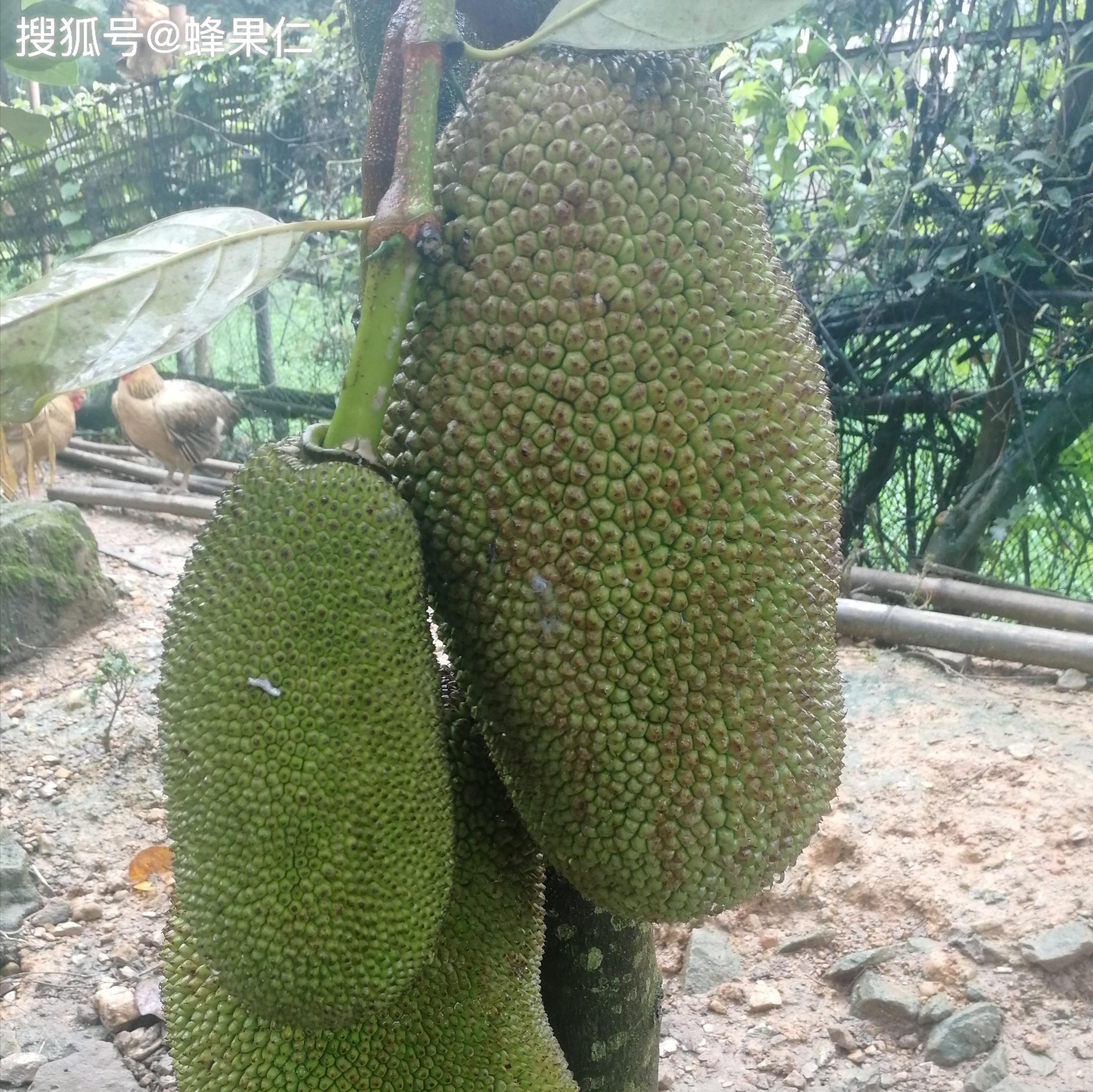 菠萝菠萝蜜视频高清免费播放菠萝蜜视频高清免费播放-第2张图片