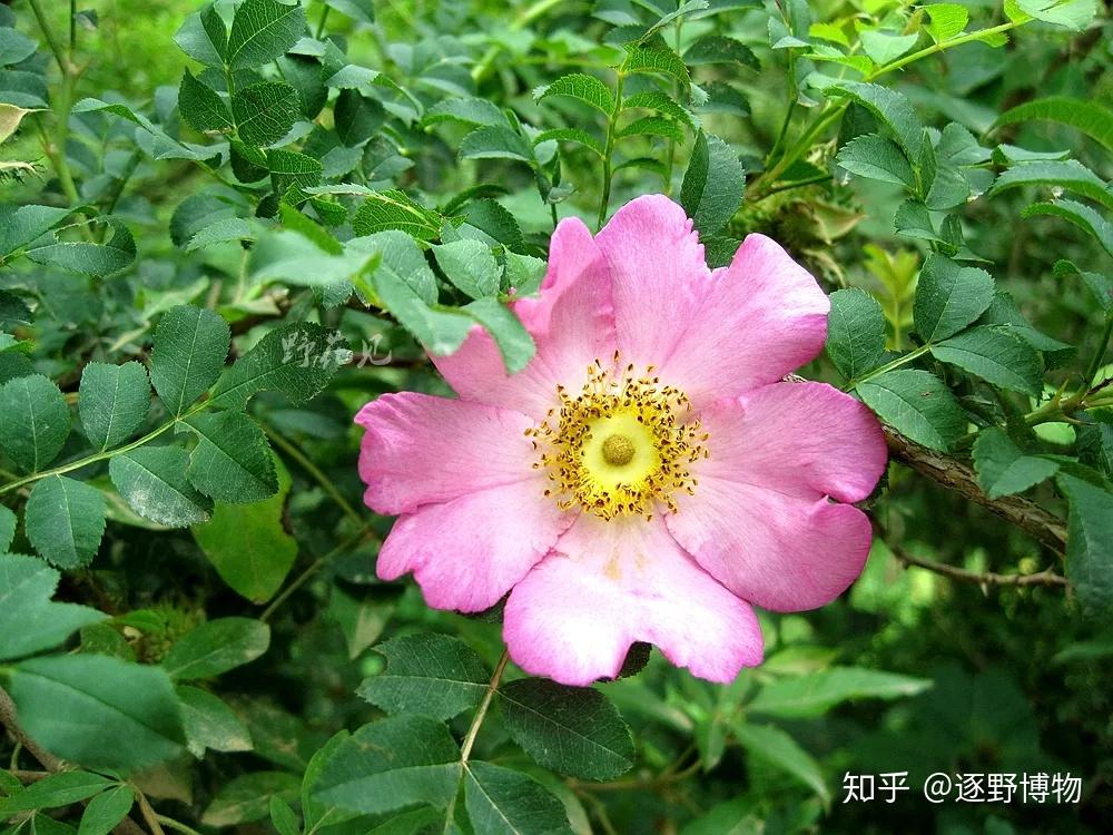 野花日本免费完整版高清版8文章-第2张图片
