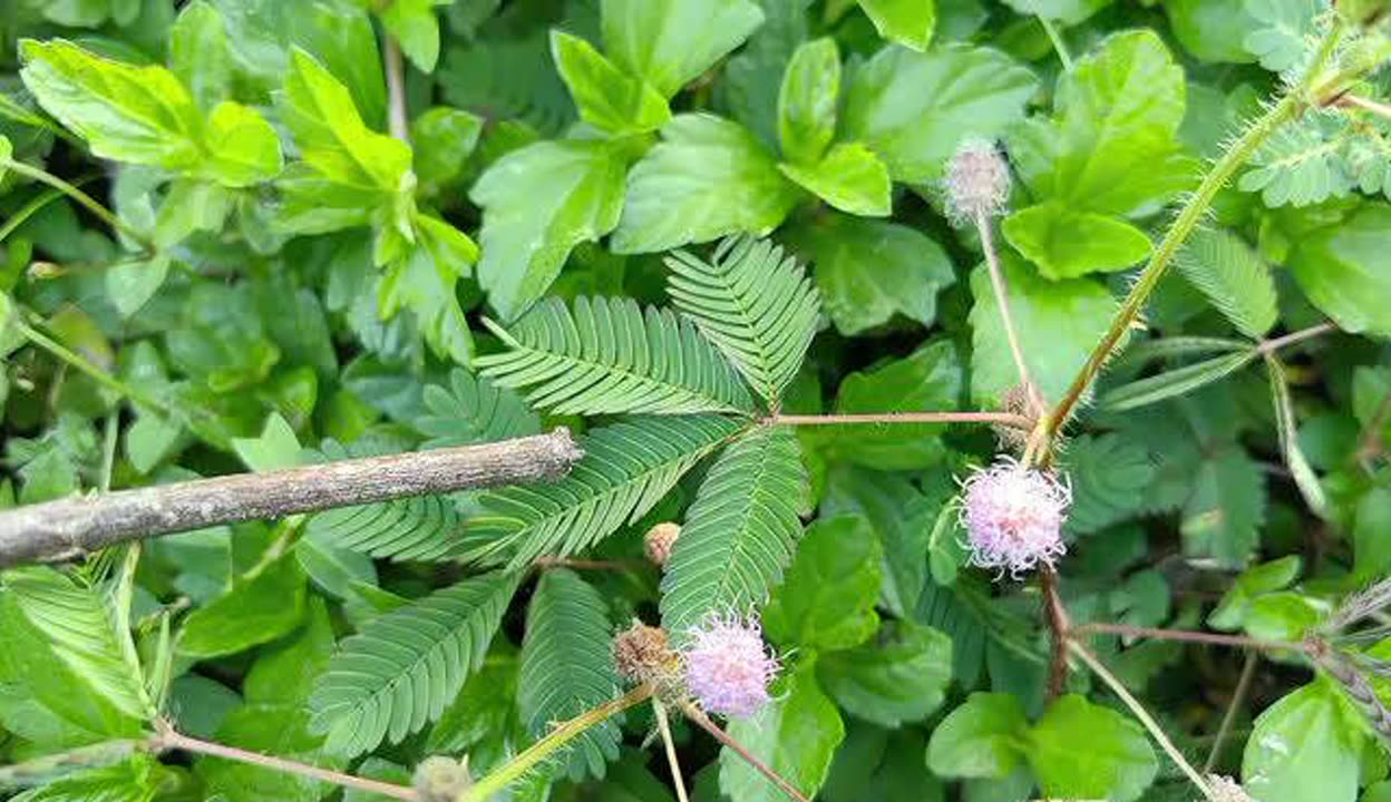含羞草资源视频介绍-第2张图片