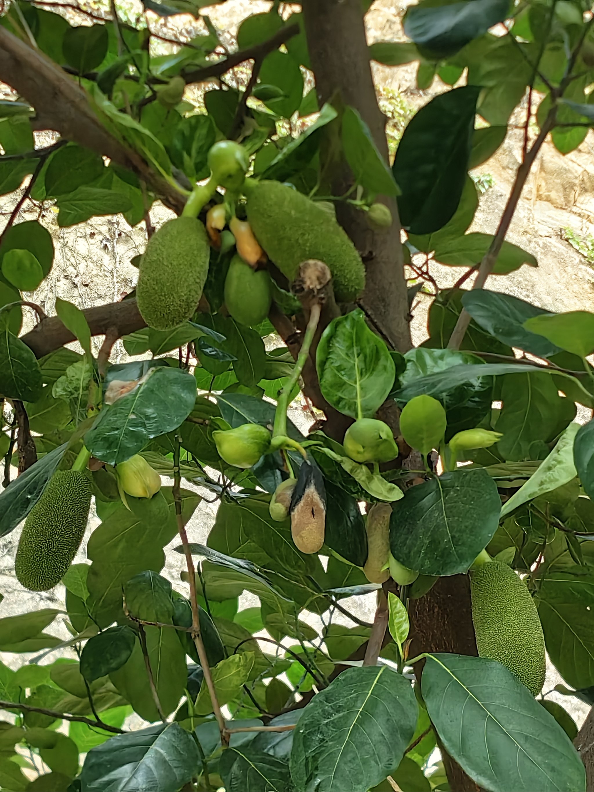 菠萝菠萝蜜视频在线观看完整菠萝菠萝蜜视频在线观看完整-第3张图片