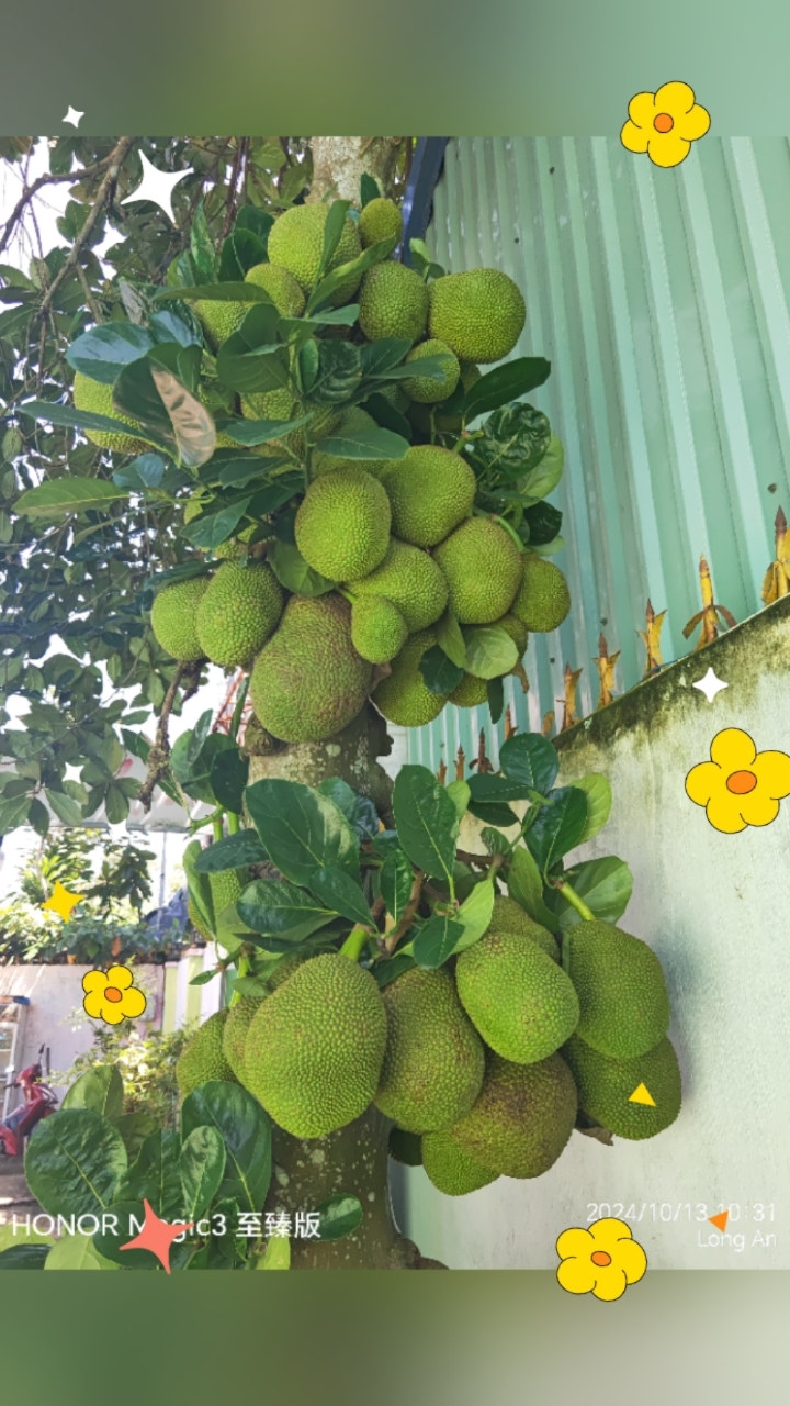 菠萝菠萝蜜视频在线观看完整菠萝菠萝蜜视频在线观看完整