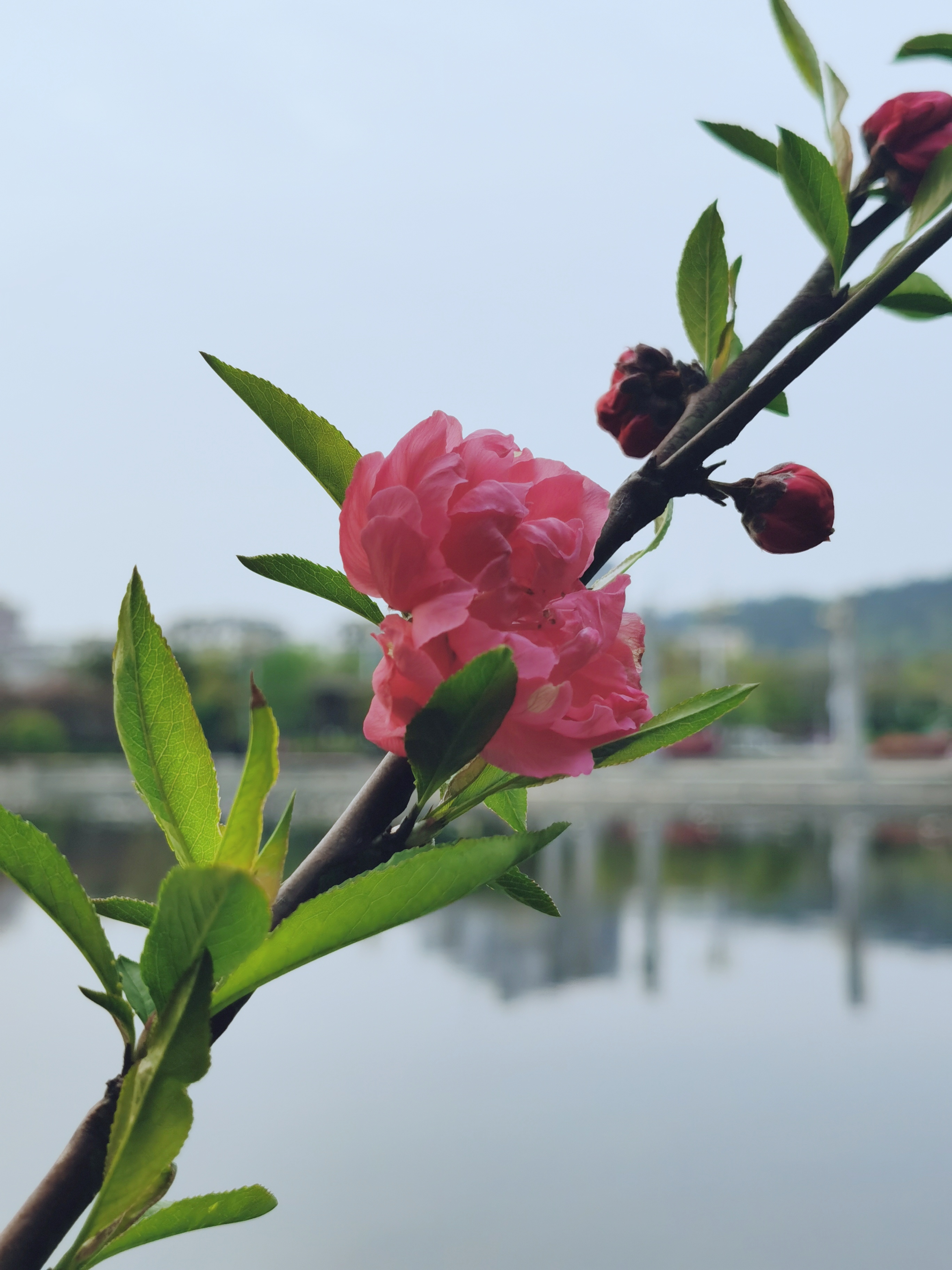 含苞待放的桃花欲将开发句子含苞待放的桃花欲将开发-第3张图片