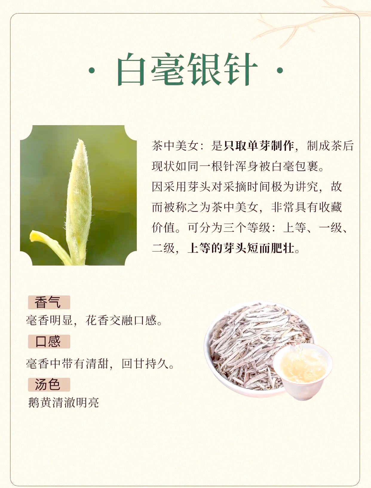 白茶最出名的是哪几种茶白茶最出名的几种-第2张图片