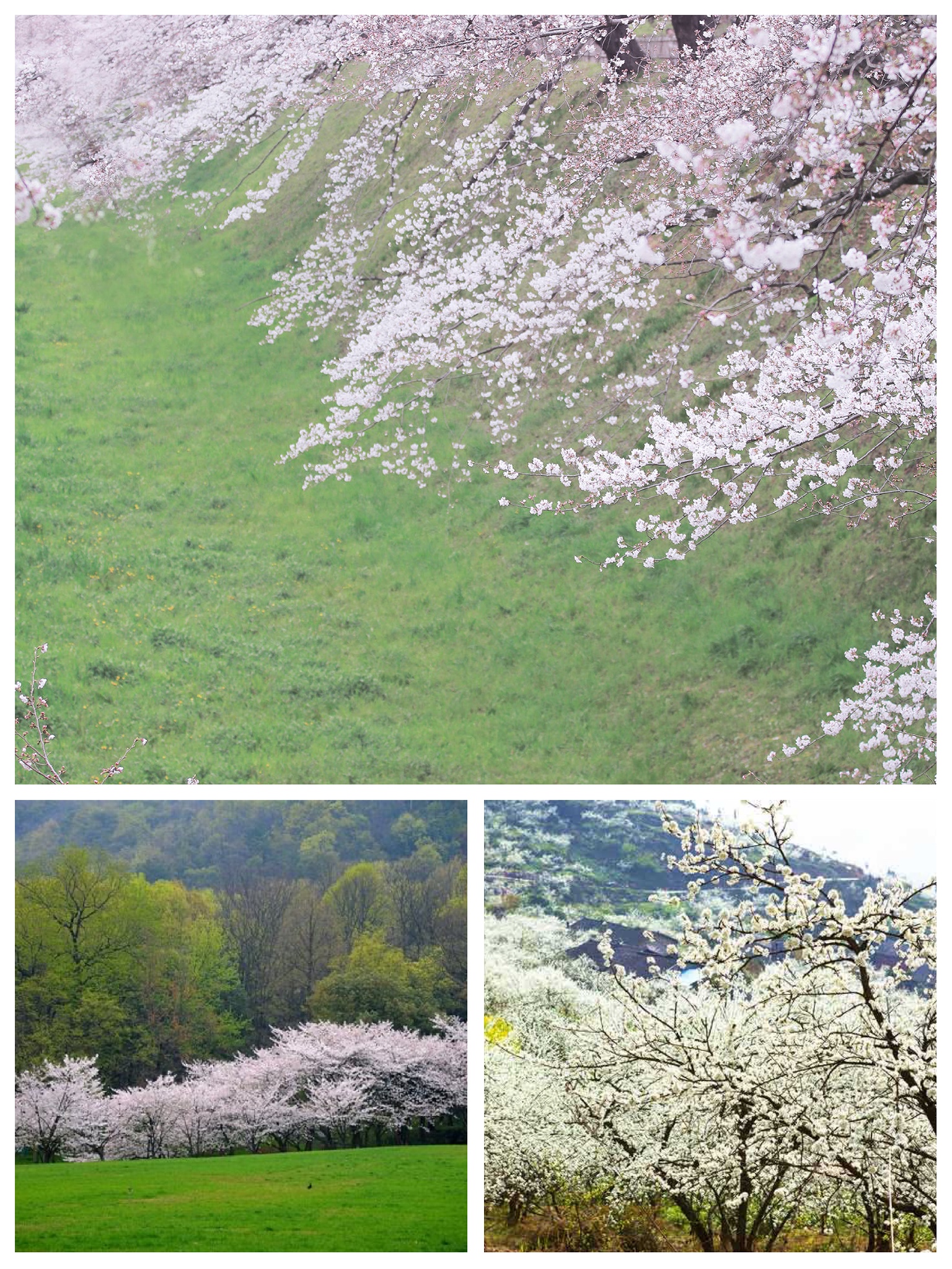 花季v3.087版本花季V3.0，青春的绚烂篇章-第1张图片