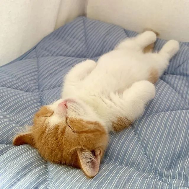 成版人猫咪APP，宠物的智慧之选-第1张图片