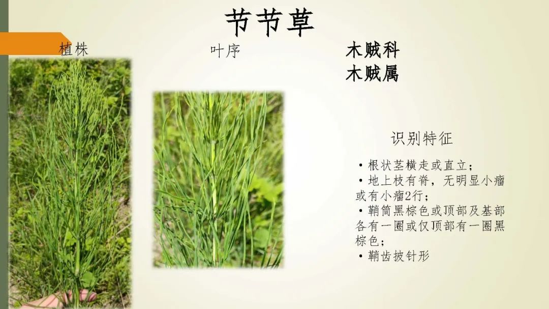 舔花核舔小核，大自然的甜蜜之选-第2张图片