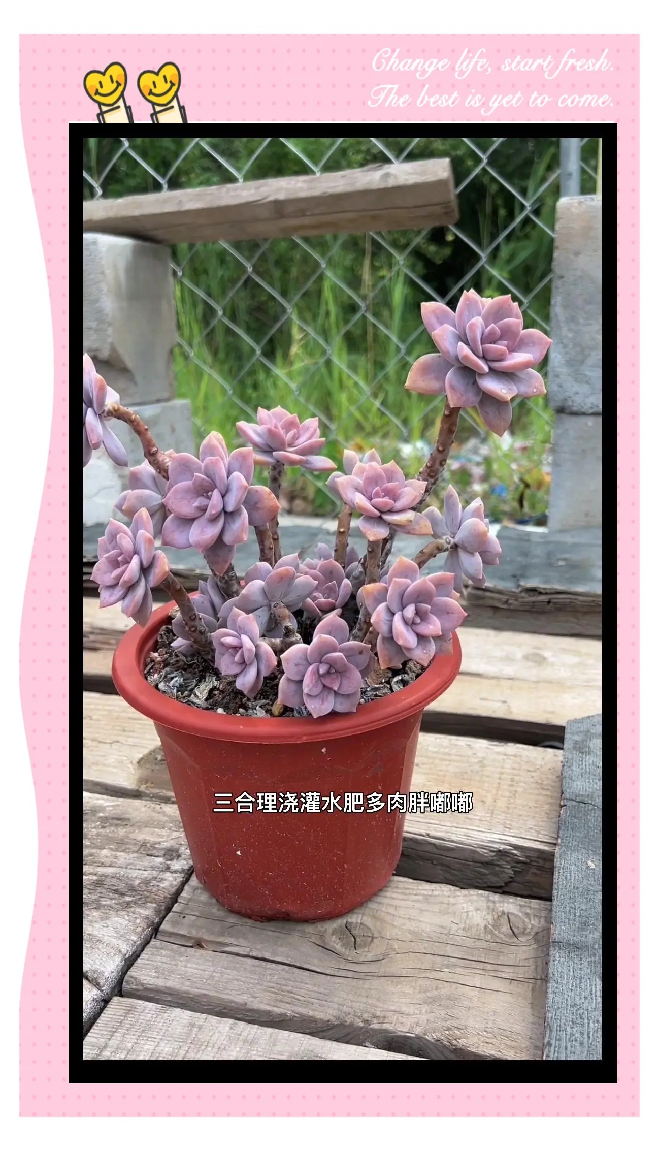 关于1V2多肉植物的探索与养护-第2张图片