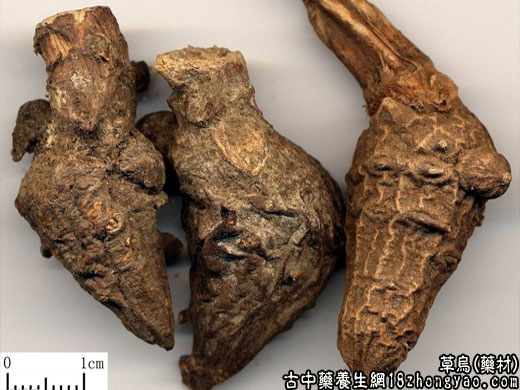 小草乌的功效与作用小草乌的魅力与故事
