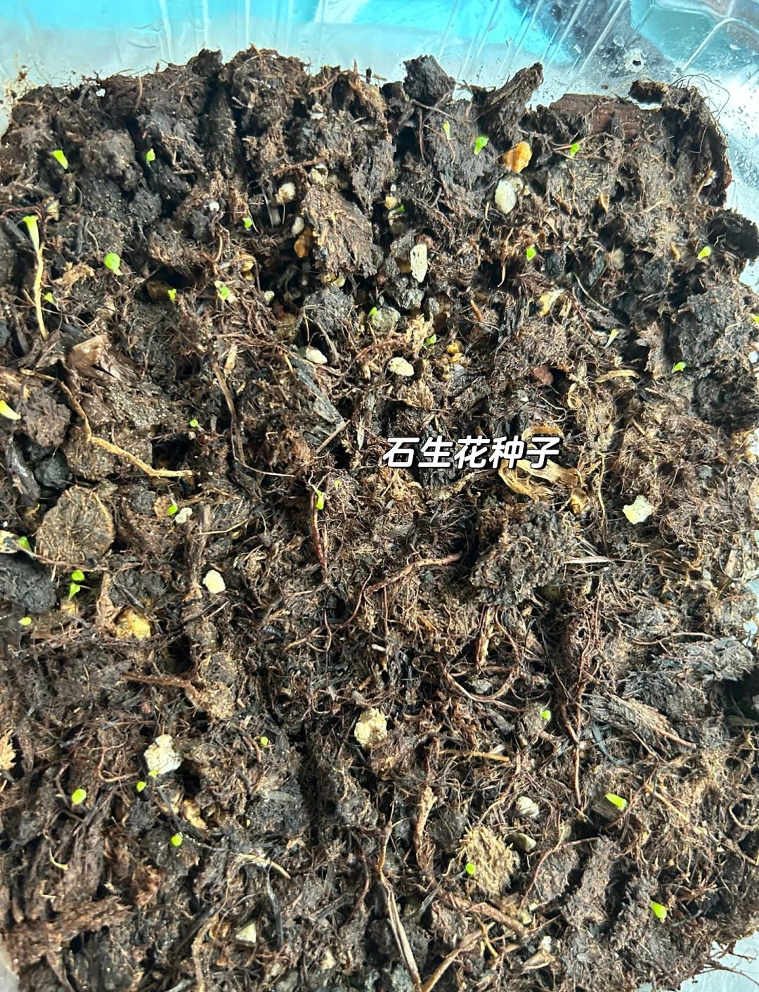 玉缀多肉与叶插之美-第1张图片