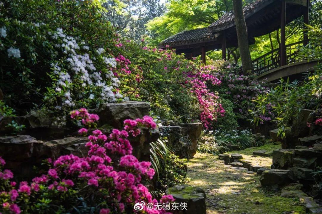 亭亭玉立人间四月天——八戒传奇-第2张图片