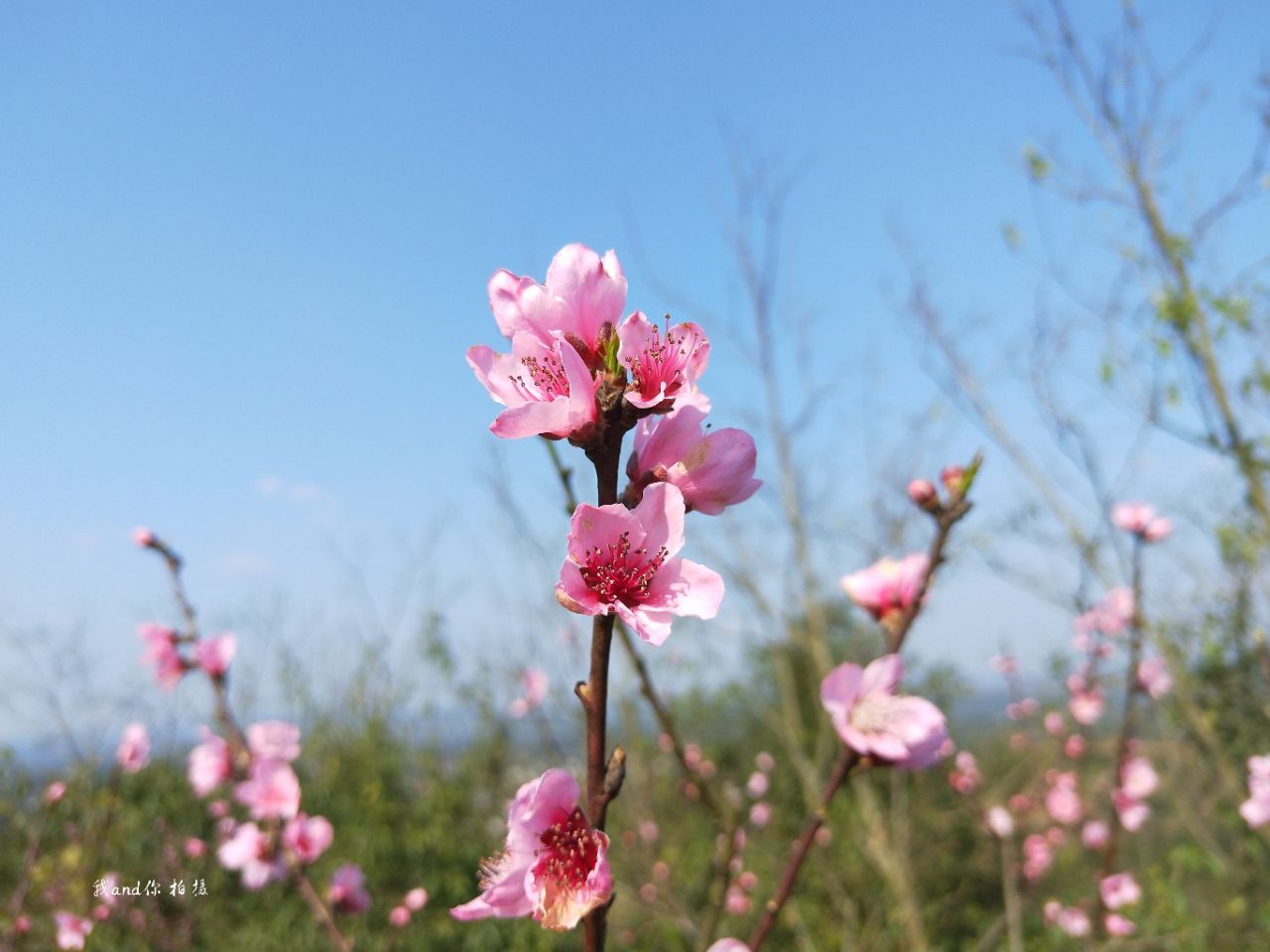 桃花社区在线观看桃花社区在线观看体验-第1张图片