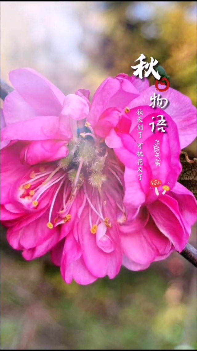 桃花.tv直播桃花盛开，TV直播新篇章-第3张图片
