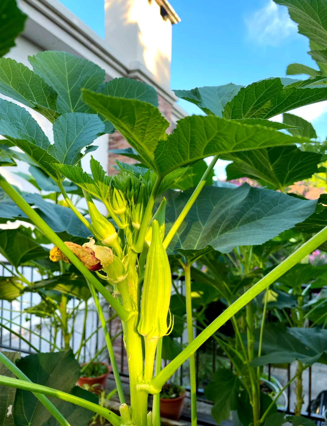 成人丝瓜草莓榴莲向日葵秋葵成人丝瓜草莓榴莲向日葵秋葵-第2张图片