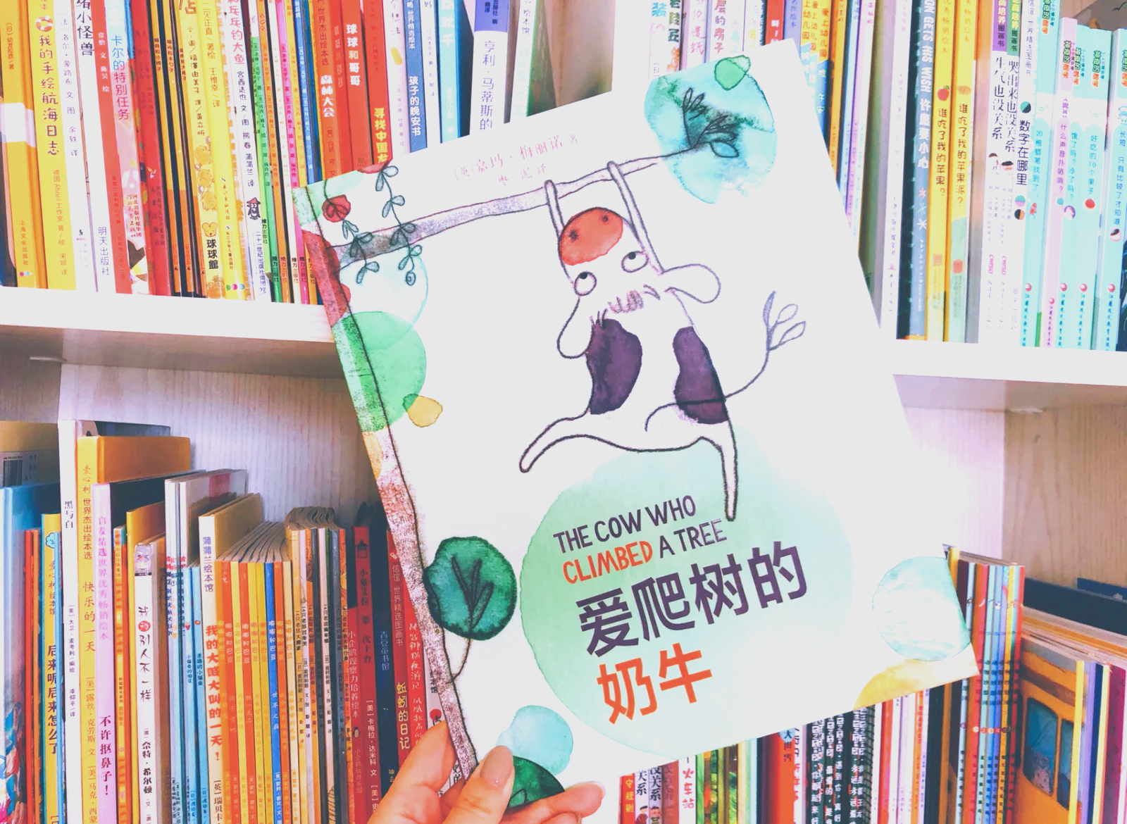 小奶牛的魅力与故事-第2张图片
