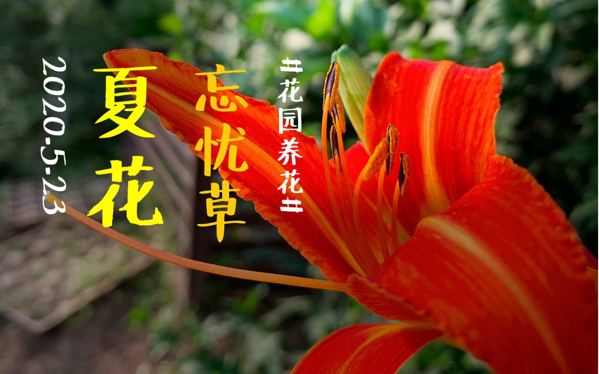 忘忧草影音资源最新资源忘忧草最新影音资源文章-第2张图片