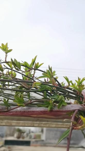 优质RB灌溉JY系统——海棠的灌溉新篇章