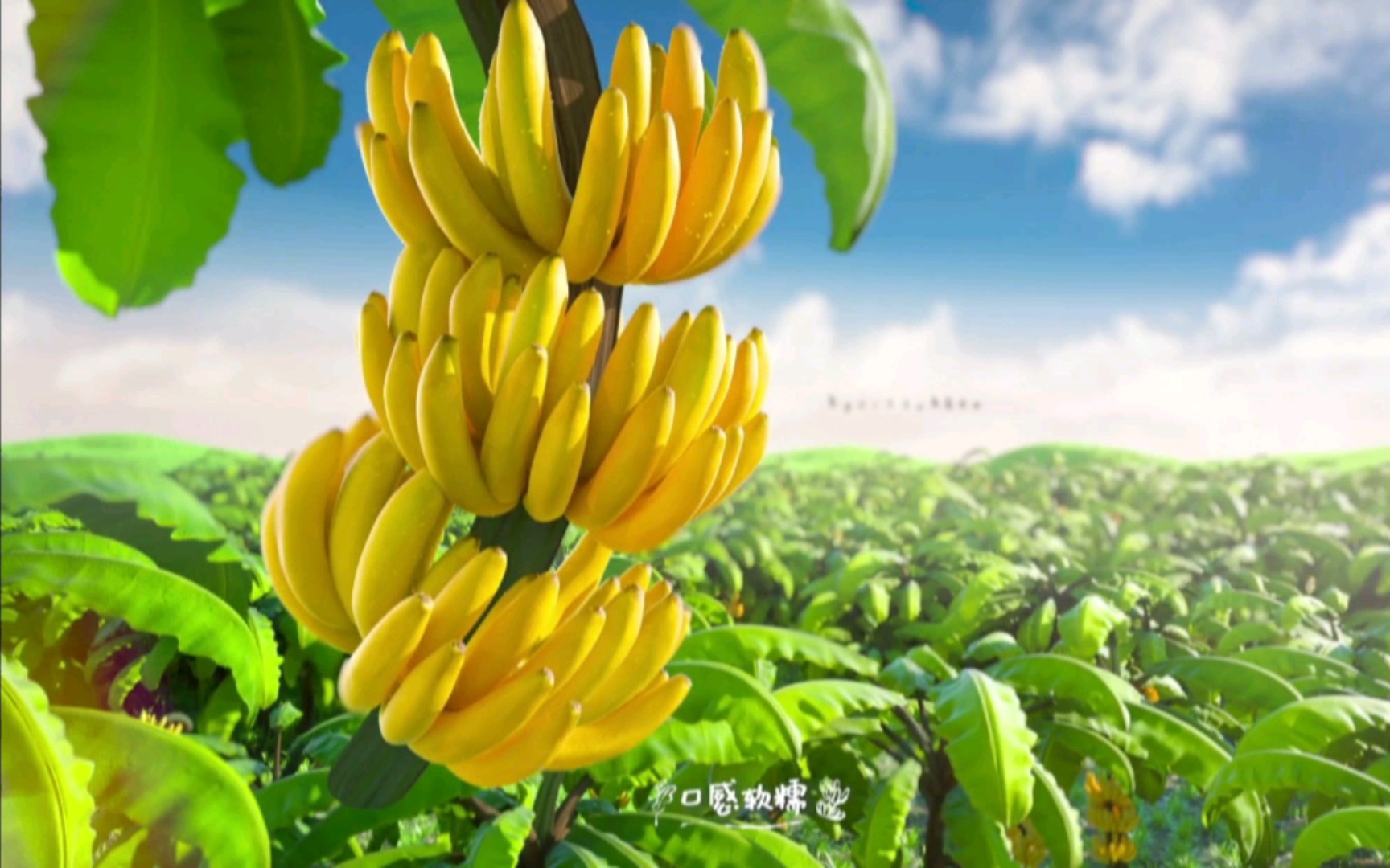 国产无人区玫瑰香蕉免费国产无人区玫瑰与香蕉，大自然的馈赠-第2张图片