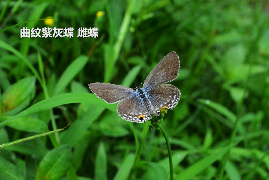 关于天堂W小妖精翅膀的获取与位置-第2张图片
