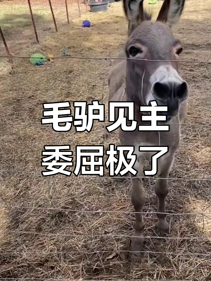 小毛驴影视在线观看小毛驴影视在线观看-第1张图片
