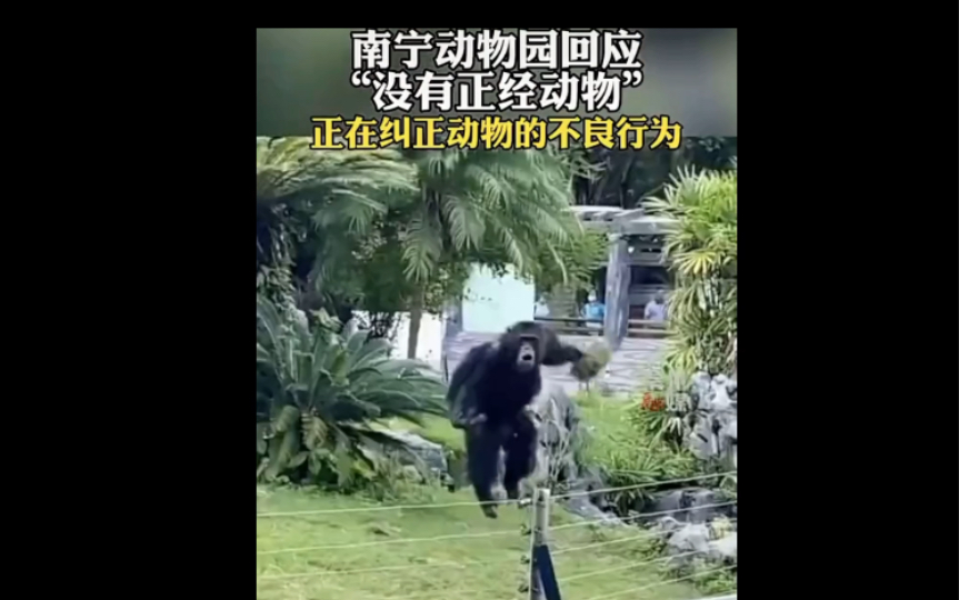 与动物性万乱理论片解析-第1张图片