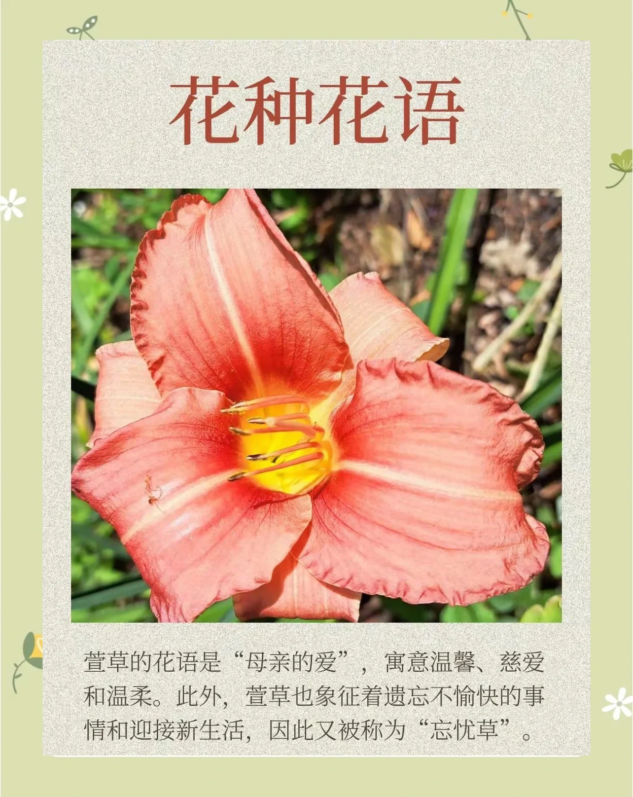 忘忧草在线直播观看忘忧草在线直播，直播体验与忘忧草的神秘魅力-第3张图片