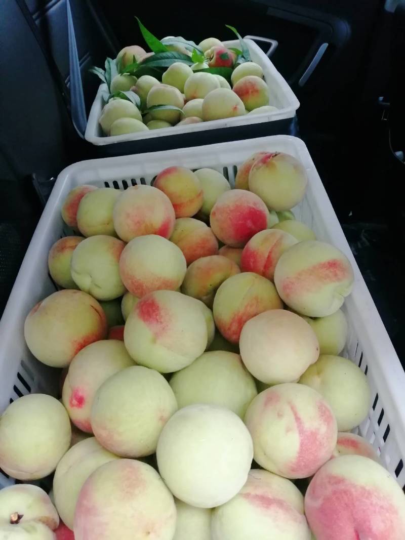 蜜桃94se蜜桃94，甜美与品质的完美结合-第1张图片