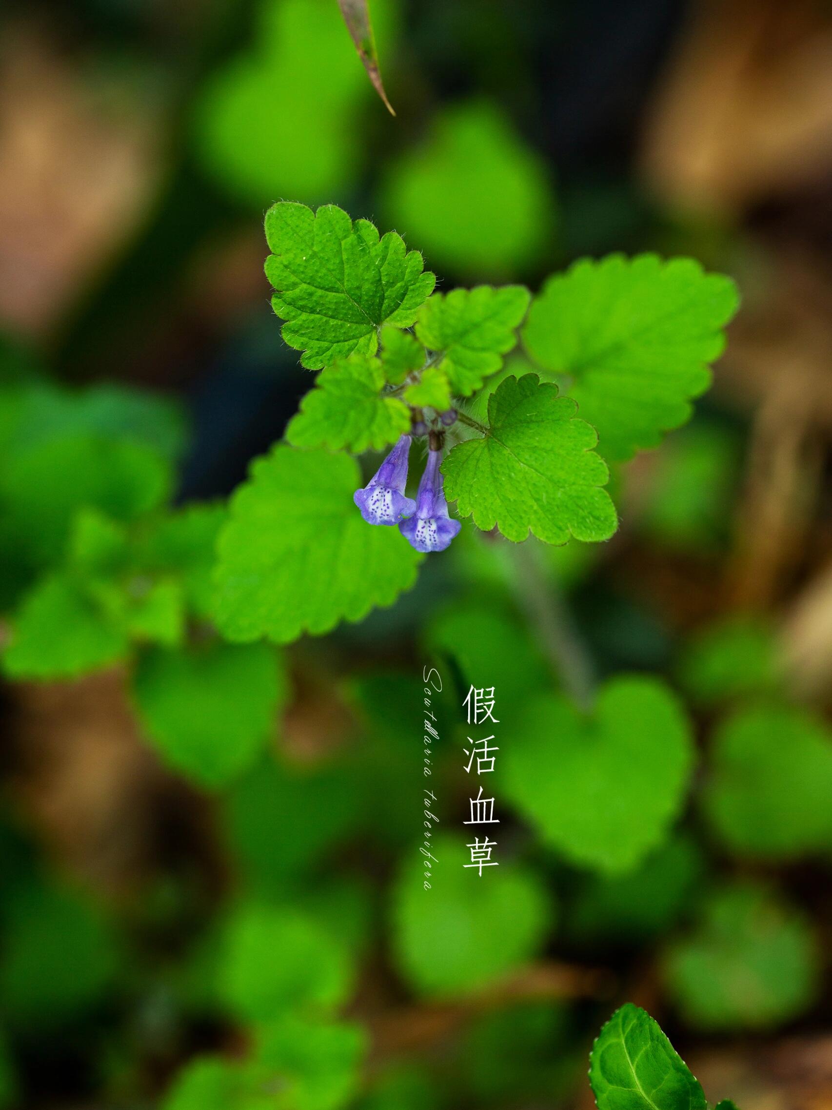 野花社区www视频一区野花社区WWW视频，探索自然之美-第2张图片
