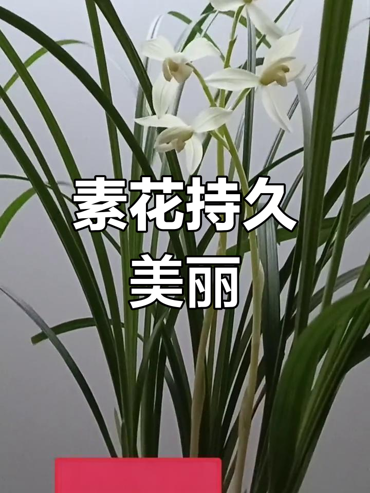 水仙直播视频网盘水仙直播视频，直播中的美丽绽放-第1张图片