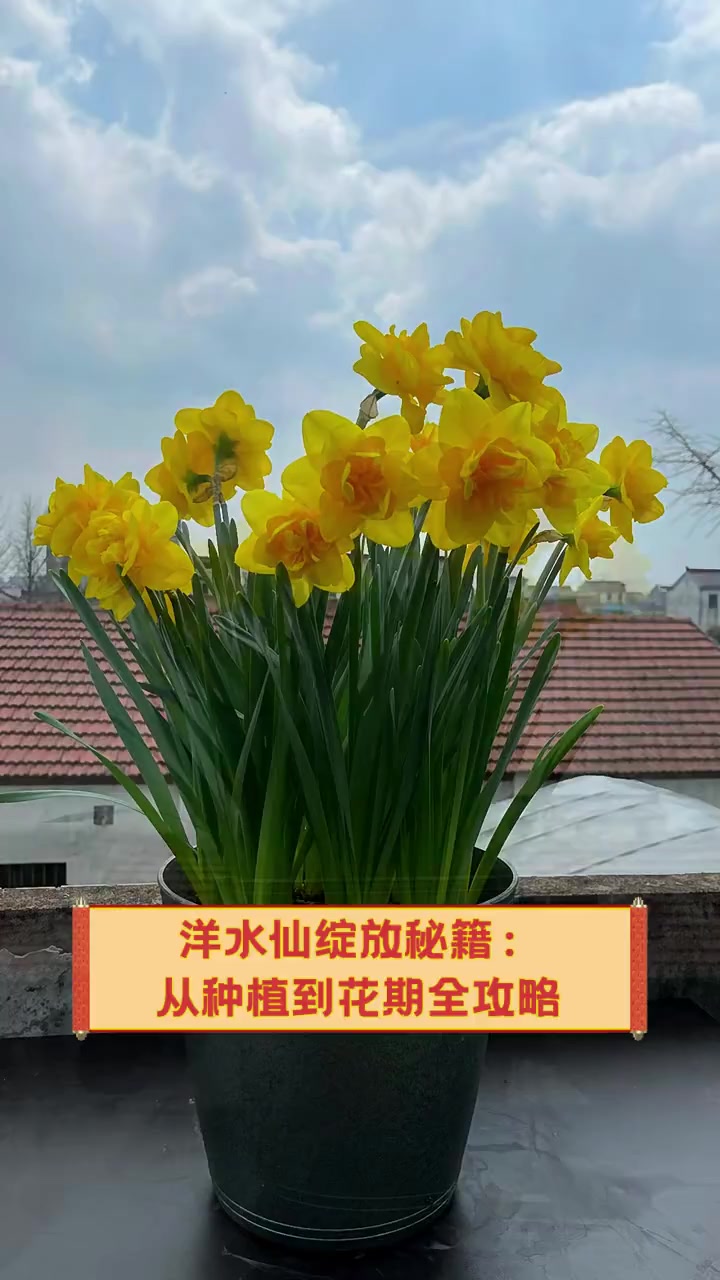 水仙直播视频网盘水仙直播视频，直播中的美丽绽放-第2张图片