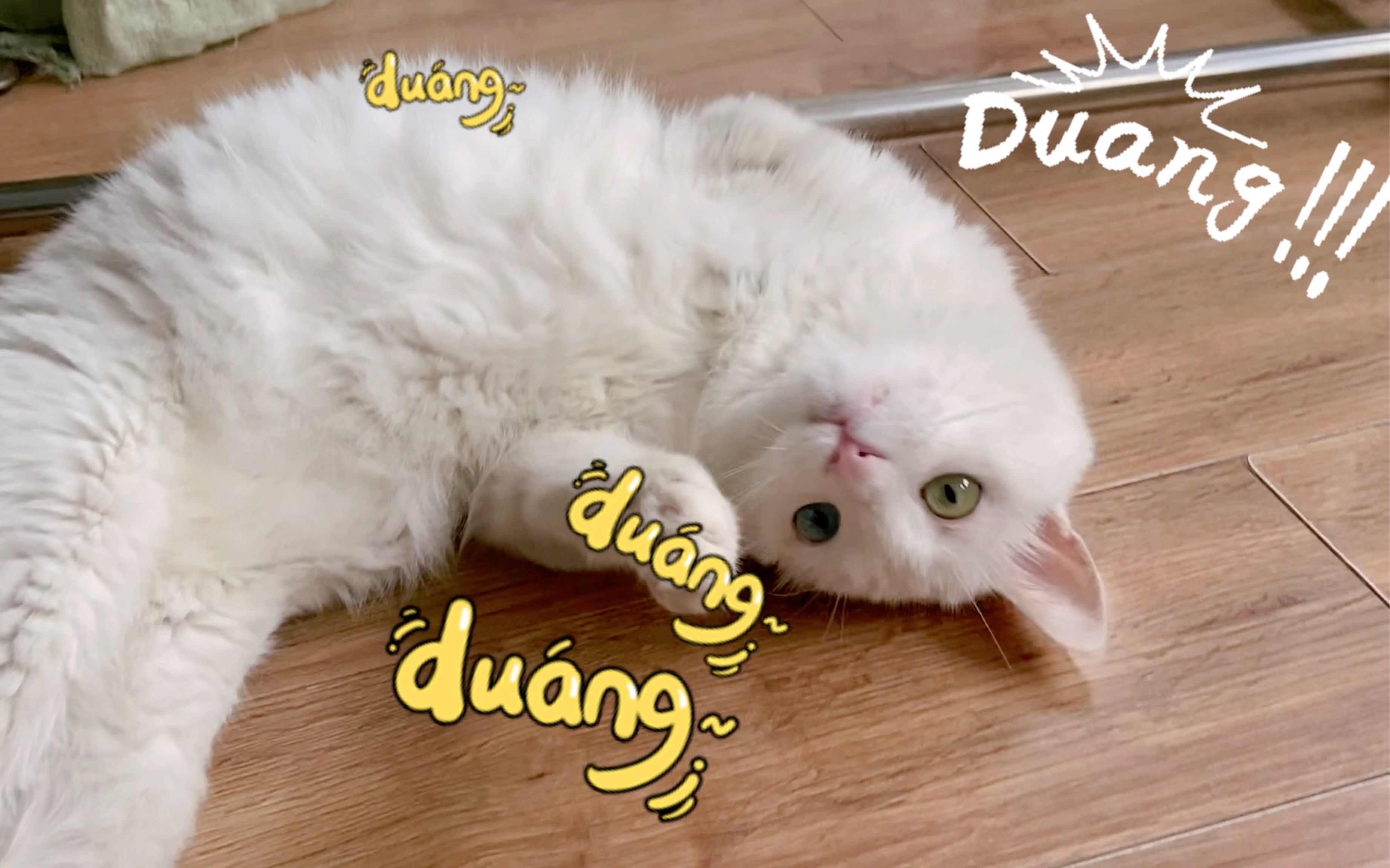 三脚猫论坛三脚猫论坛，探索网络交流的新天地-第2张图片