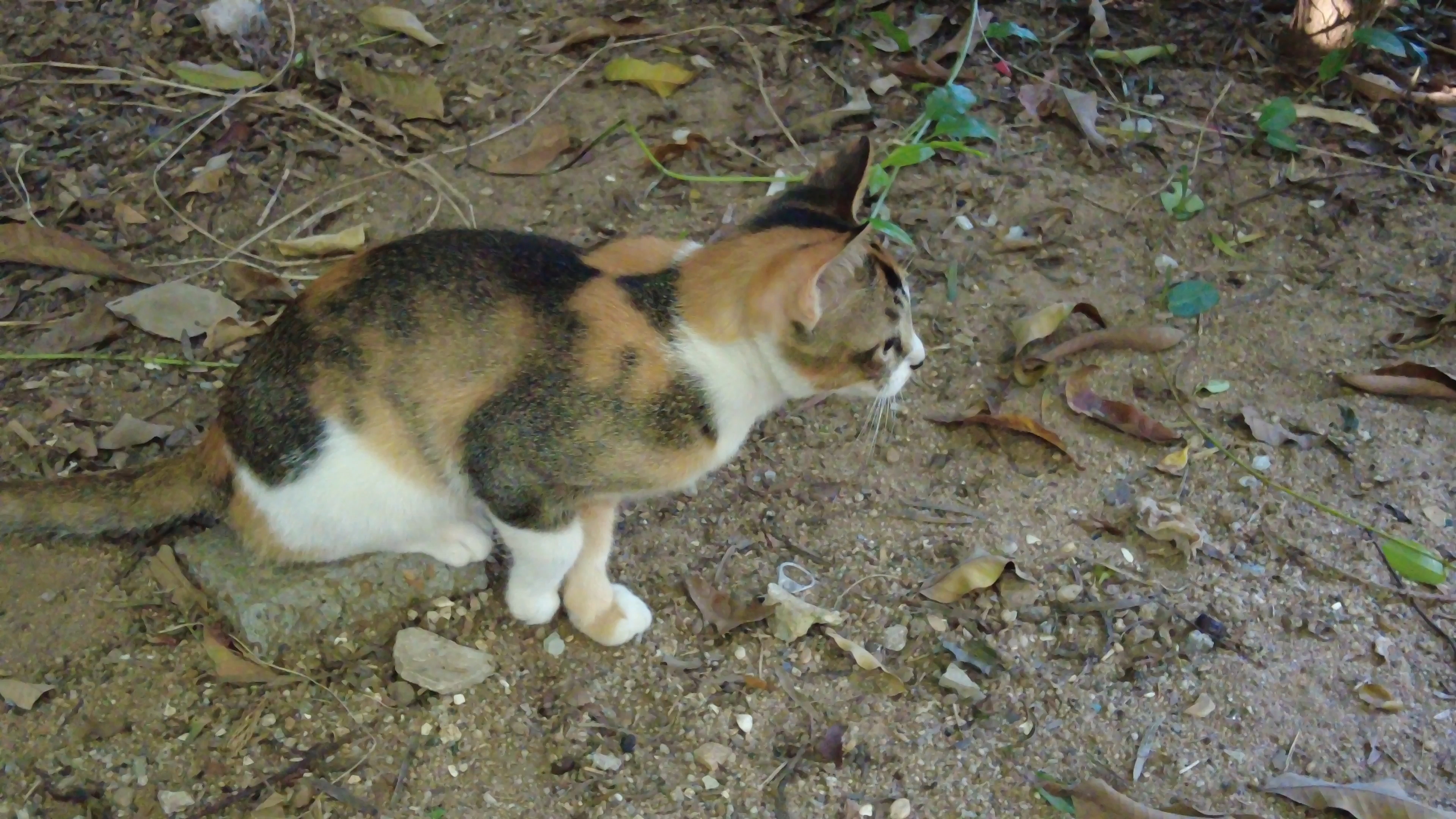 三脚猫论坛三脚猫论坛，探索网络交流的新天地-第3张图片