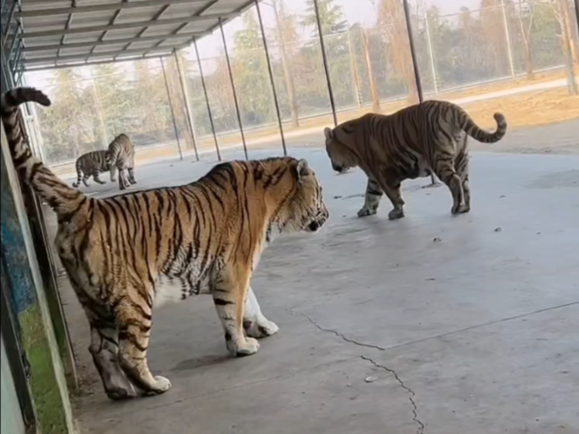 三脚猫论坛三脚猫论坛，探索网络交流的新天地-第1张图片