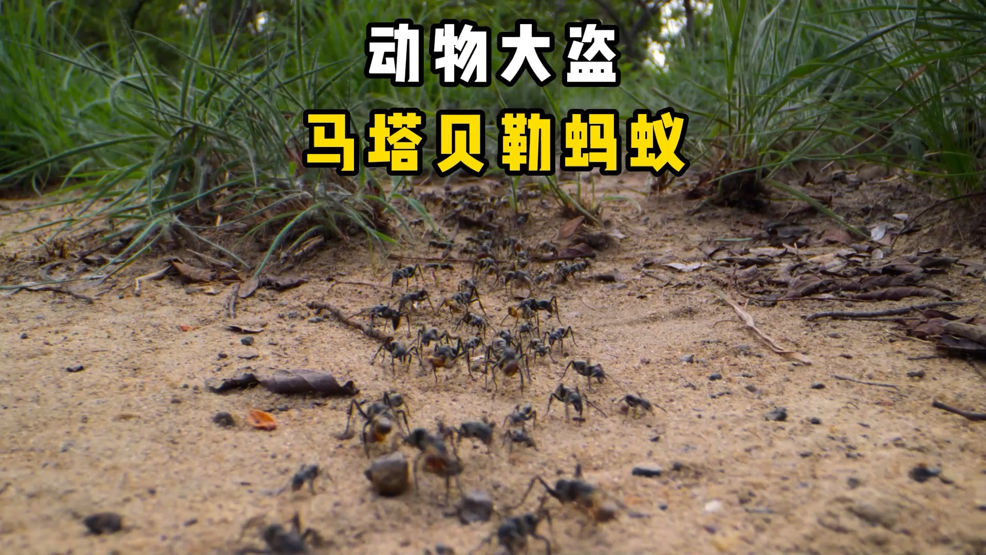 蚂蚁塔防蚂蚁塔防-第3张图片