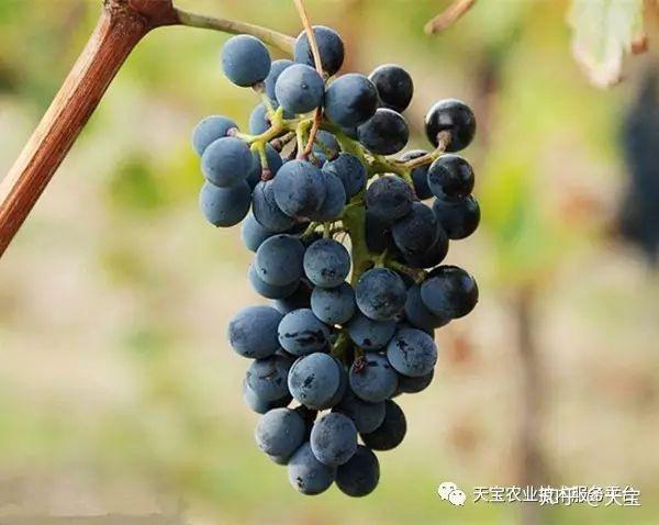 葡萄不能夹烂也不能掉出来葡萄不能夹烂也不能掉出来-第2张图片