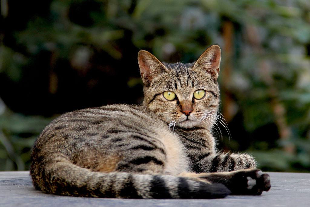 猫咪3.0版本怎么下载猫咪3.0，宠物界的未来-第3张图片