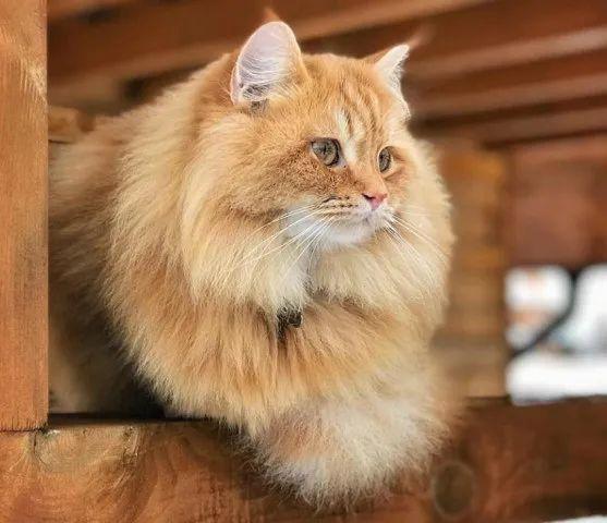 猫咪3.0版本怎么下载猫咪3.0，宠物界的未来-第1张图片