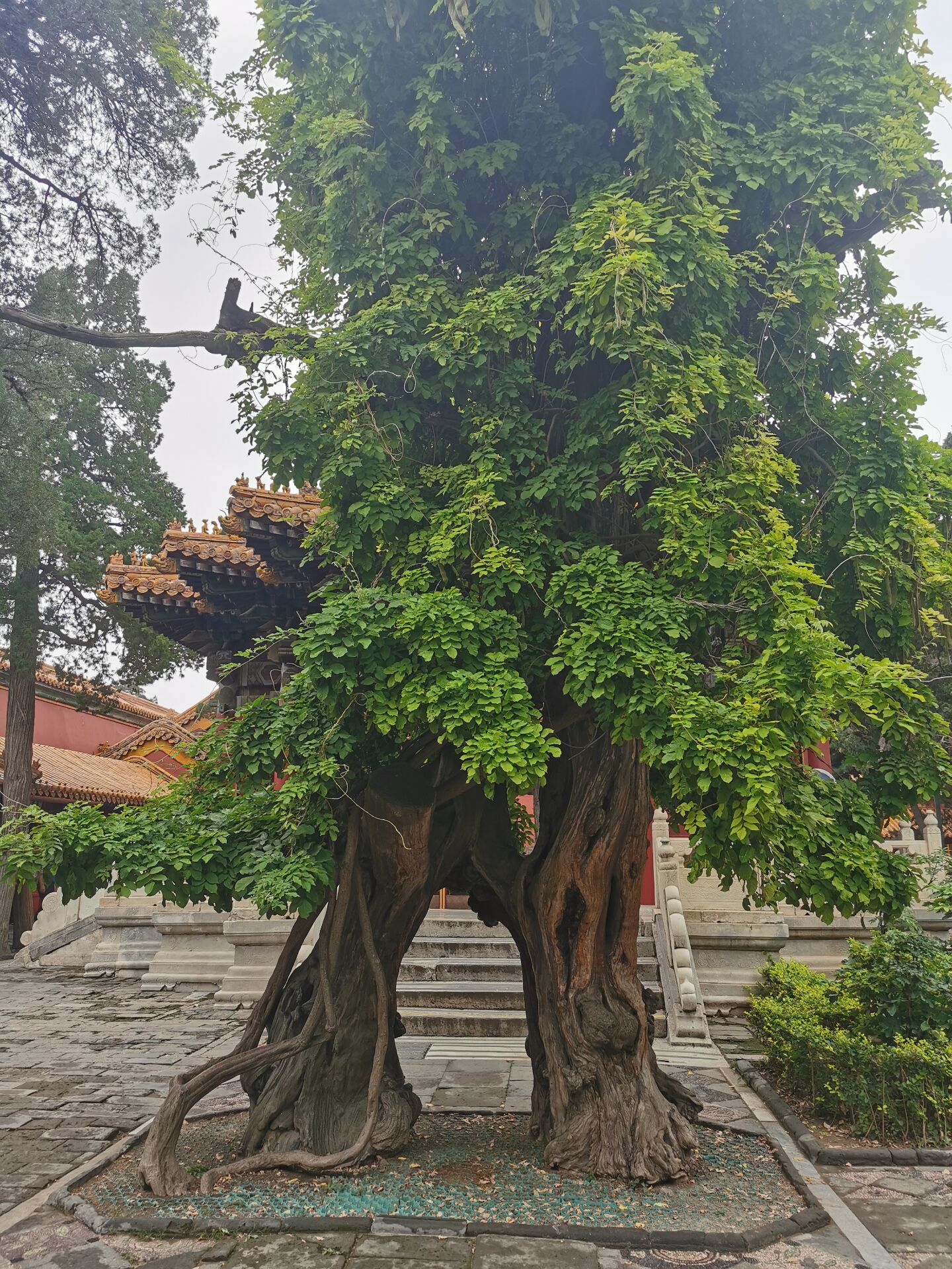 御花园Hlh霍御花园中的霍氏风华